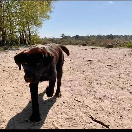 Casa de Férias Panorama Near Efteling - With Garden And Swimmingpool Europarcs *