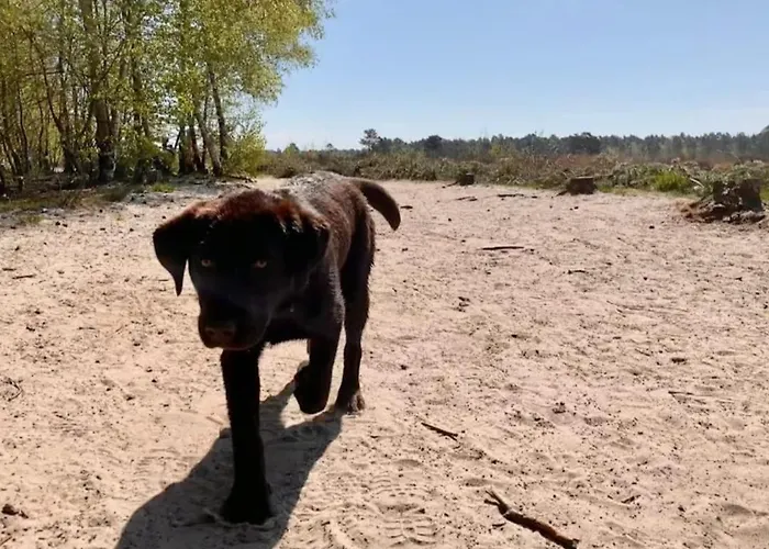 別荘 Panorama Near Efteling - With Garden And Swimmingpool Europarcs *